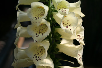 foxglove cream