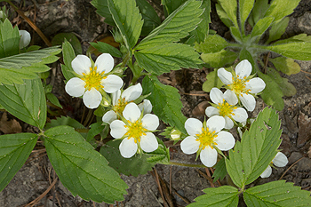Fragaria