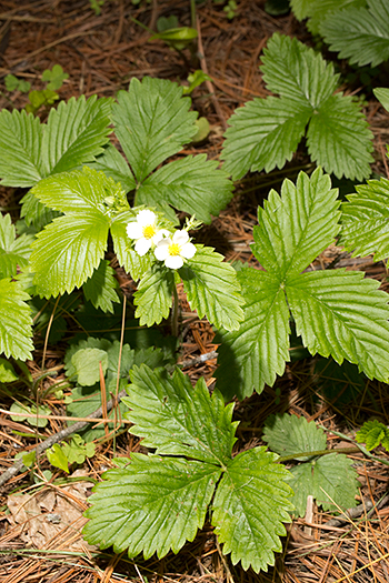 Fragaria vesca