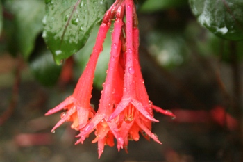 Fuchsia flower