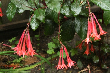 Fuschsia plant