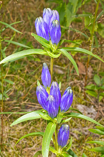 Narrowleaf Gentian