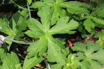 Leaves of Geranium maculatum