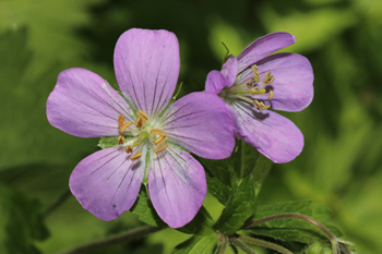 Geranium maculatum flower