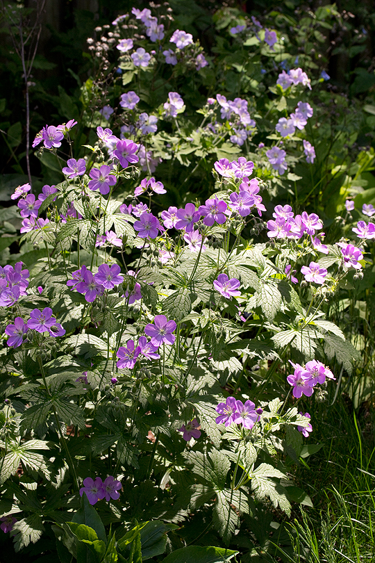 Wild Geranium in springtime