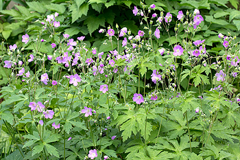 Geranium bloom