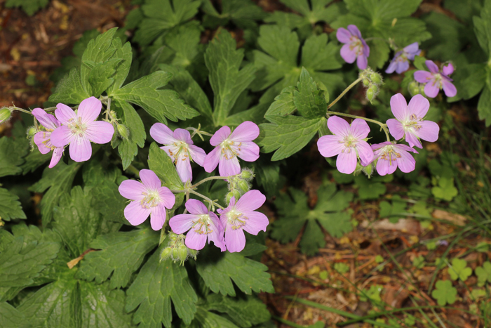 Geranium plants growing in situ