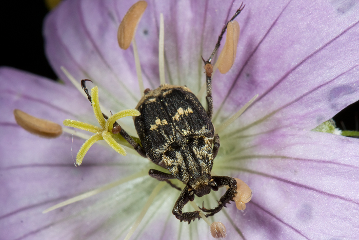 Geranium with Valgus hemipterus