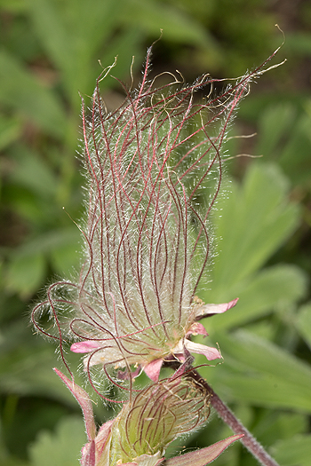 Geum seedhead