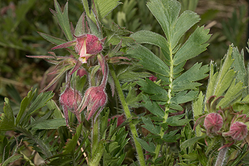 Prairie smoke