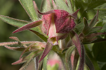 Prairie Smoke