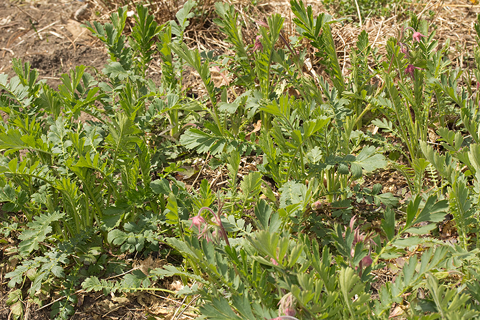 Clump forming Prairie Smoke