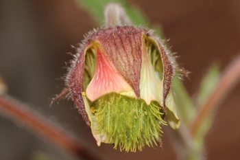 Open flowerhead of Geum rivale