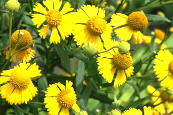 Helenium flowers native