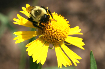 Helenium with bumblebee