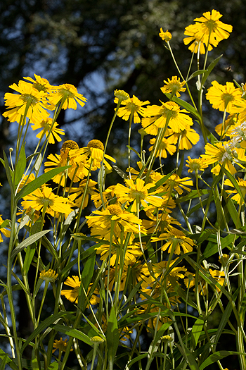 Helenium autumnale