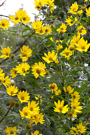 Helianthus giganteus