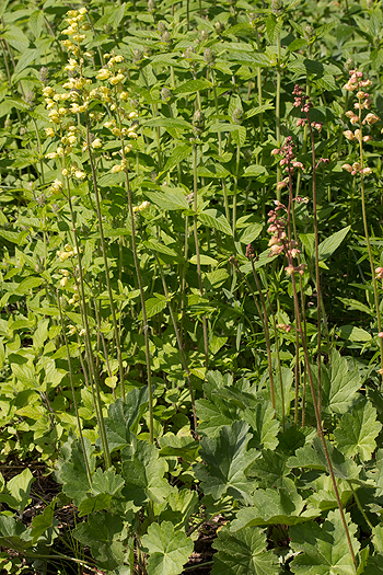 Prairie alumroot