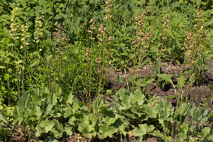 Prairie alumroot