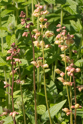 Flowerhead of Prairie Alumroot