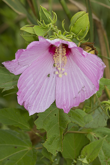 Hibiscus flower