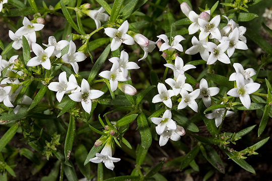 Houstonia longifolia