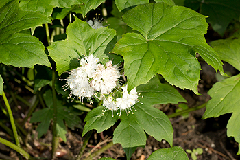 Hydrophyllum canadensis