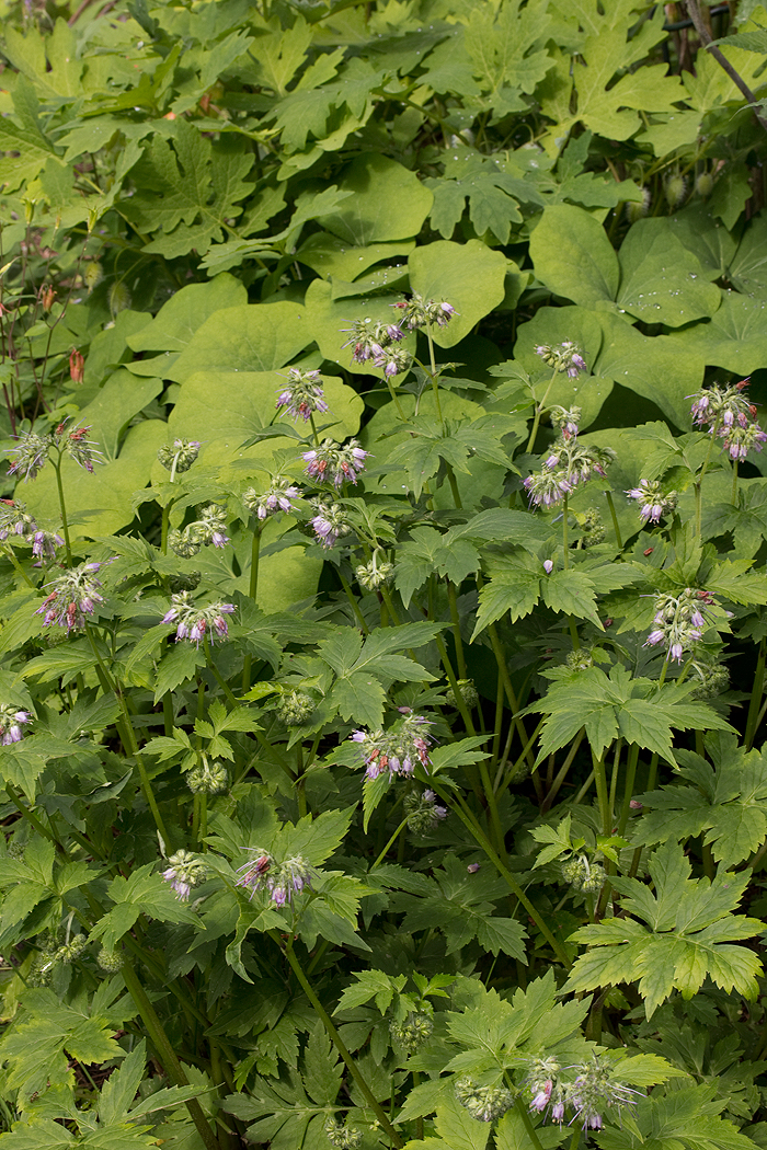 Hydrophyllum virginianum