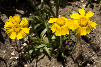 Hymenoxys herbacea or hymenoxys acaulis