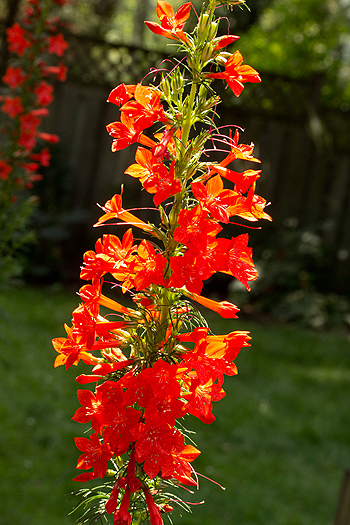 Flowerhead of Ipomopsis rubra