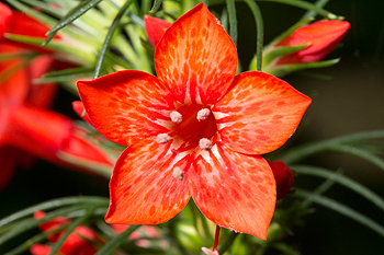 Single flower of Ipomopsis rubra