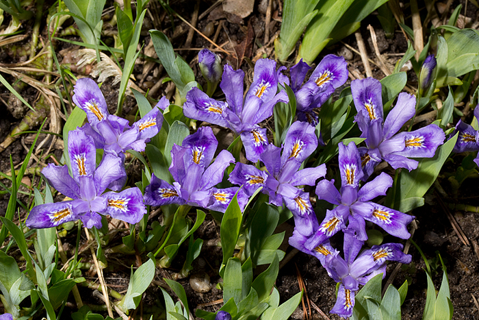 Dwarf  irises with a collection of flowers.