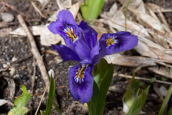 Dwarf Lake Iris