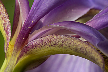 Iris exit point for bees