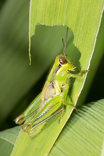 Iris being eaten by Melanoplus