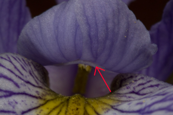 Stigmatic lip of Iris