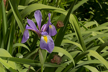 Iris versicolor