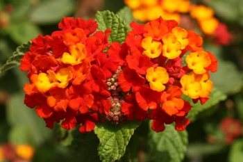 Red Lantana