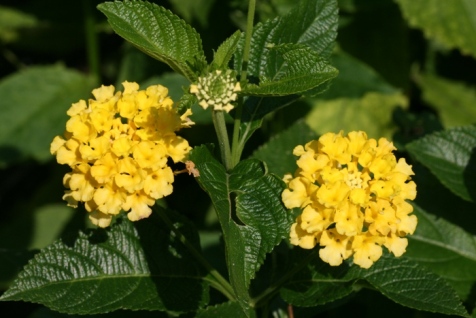 yellow lantana