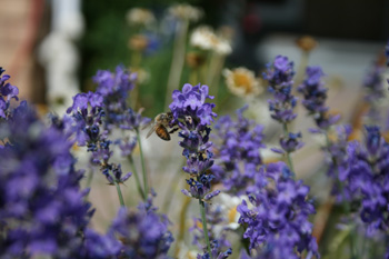 lavender with bee