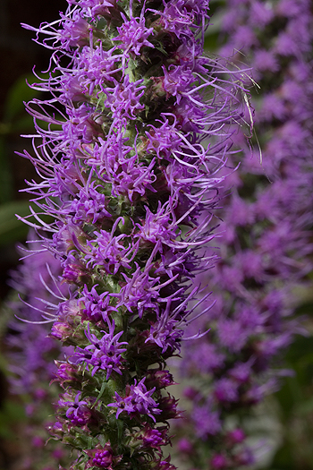 Liatris pycnostachya