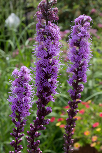 Liatris spicata
