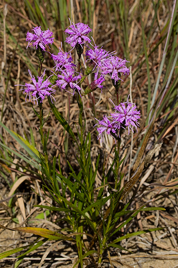 Liatris cylindracea