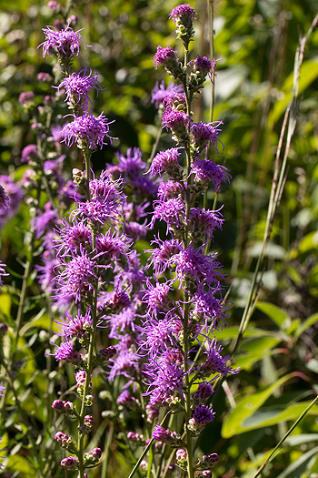 Liatris aspera