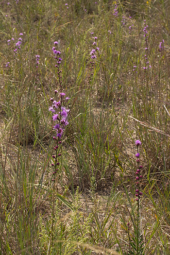 Liatris aspera does not grow in concentrated patches.  It is scattered.