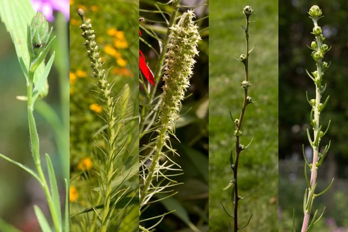 Liatris flower buds