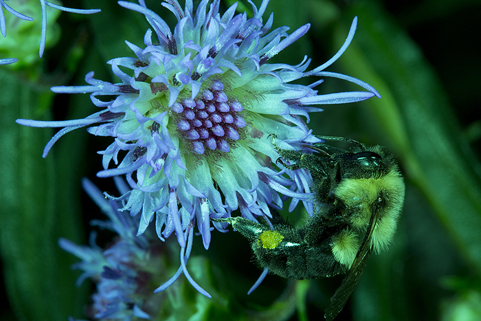 Liatris ligustylis with Bombus