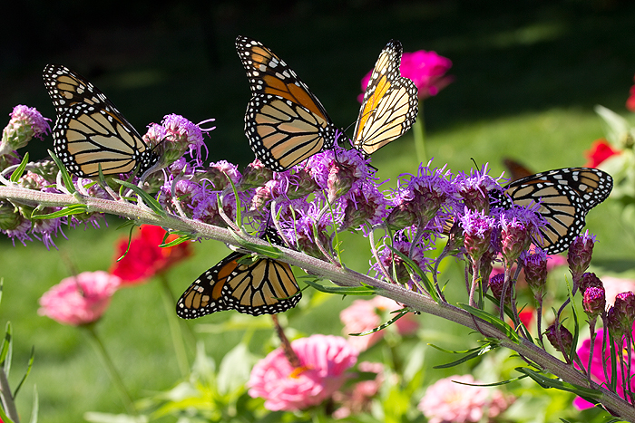 Liatris with many monarchs