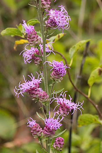 Liatris scariosa