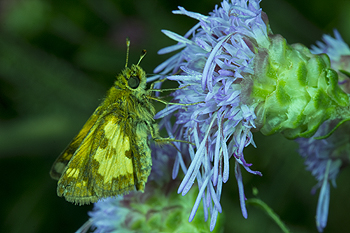 Liatris ligustylis with Peck's skipper
